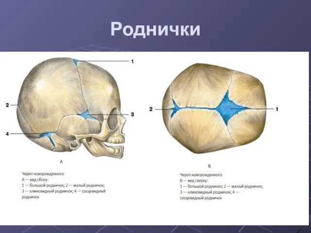 Роднички