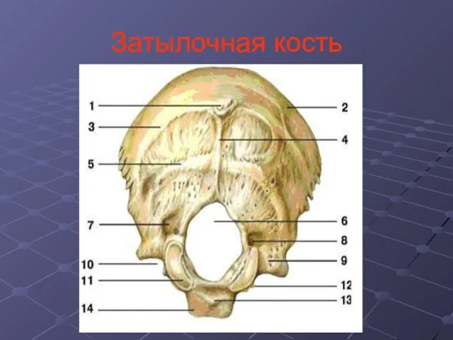 Затылочная кость