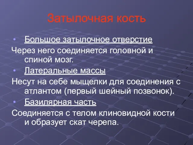 Затылочная кость Большое затылочное отверстие Через него соединяется головной и спиной