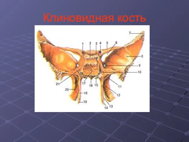 Клиновидная кость