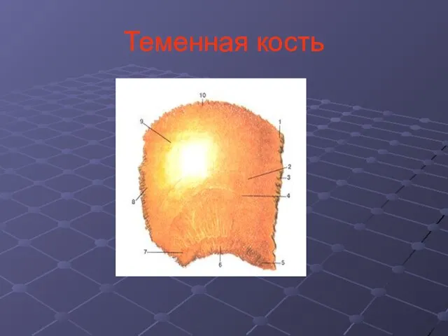 Теменная кость