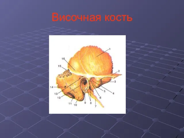 Височная кость