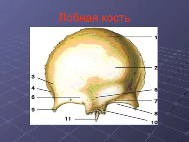 Лобная кость