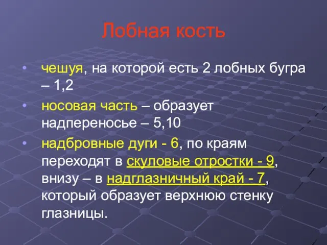 Лобная кость чешуя, на которой есть 2 лобных бугра – 1,2