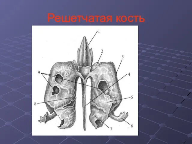 Решетчатая кость