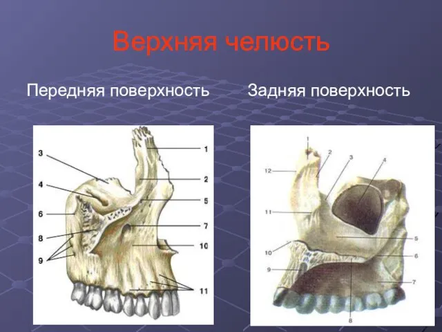 Верхняя челюсть Передняя поверхность Задняя поверхность