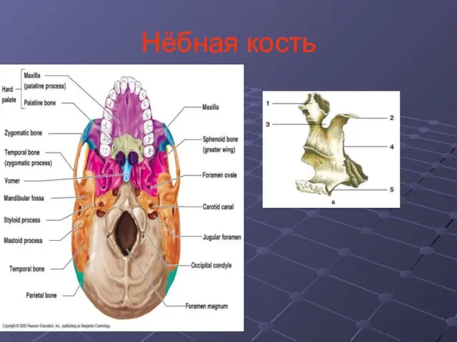 Нёбная кость