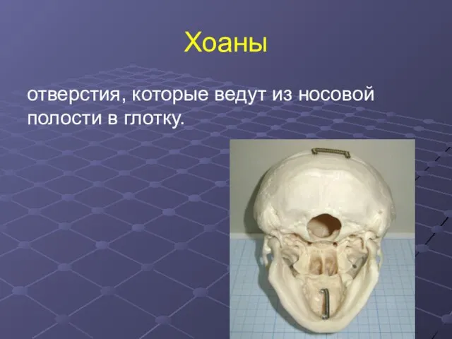 Хоаны отверстия, которые ведут из носовой полости в глотку.