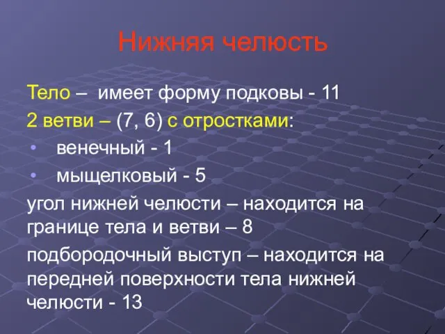 Нижняя челюсть Тело – имеет форму подковы - 11 2 ветви