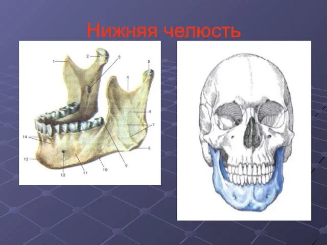 Нижняя челюсть