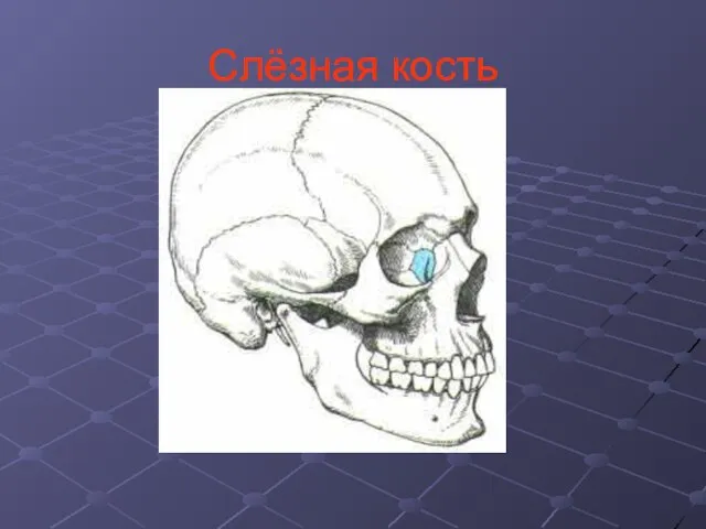 Слёзная кость