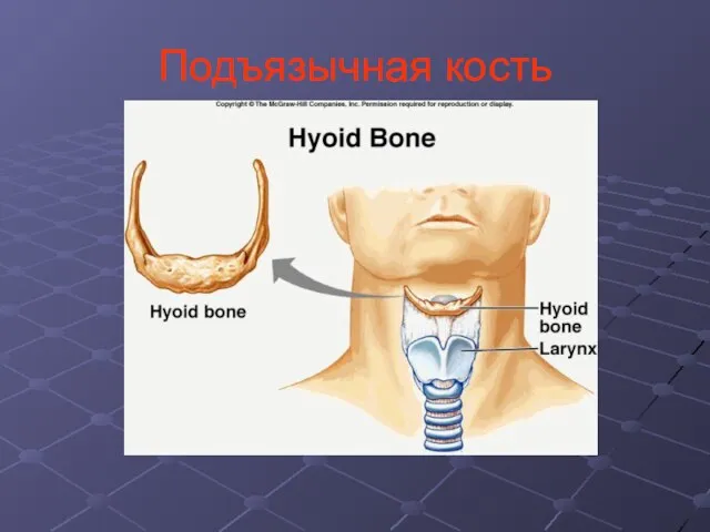 Подъязычная кость