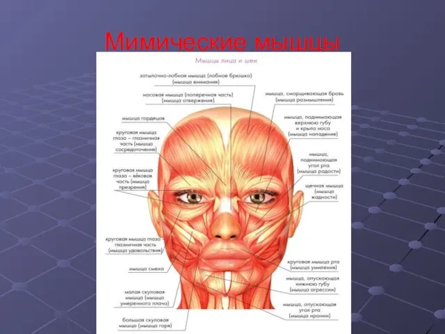 Мимические мышцы