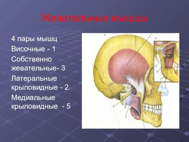 Жевательные мышцы 4 пары мышц Височные - 1 Собственно жевательные- 3