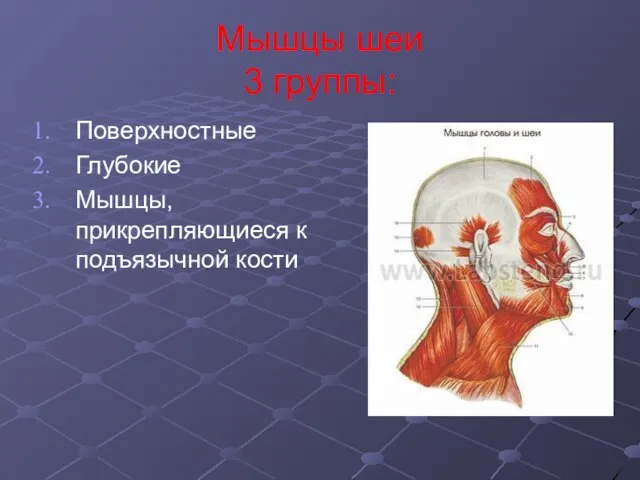 Мышцы шеи 3 группы: Поверхностные Глубокие Мышцы, прикрепляющиеся к подъязычной кости