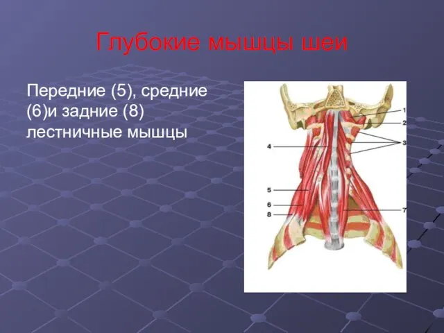 Глубокие мышцы шеи Передние (5), средние (6)и задние (8) лестничные мышцы