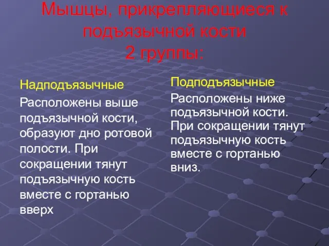 Мышцы, прикрепляющиеся к подъязычной кости 2 группы: Надподъязычные Расположены выше подъязычной