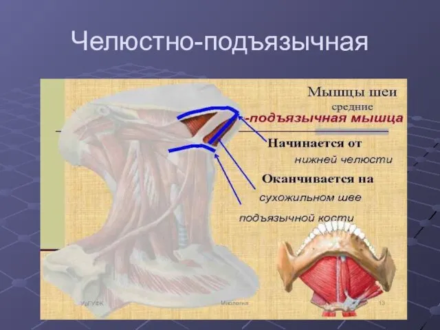 Челюстно-подъязычная