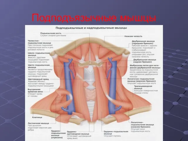 Подподъязычные мышцы