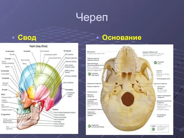 Череп Свод Основание