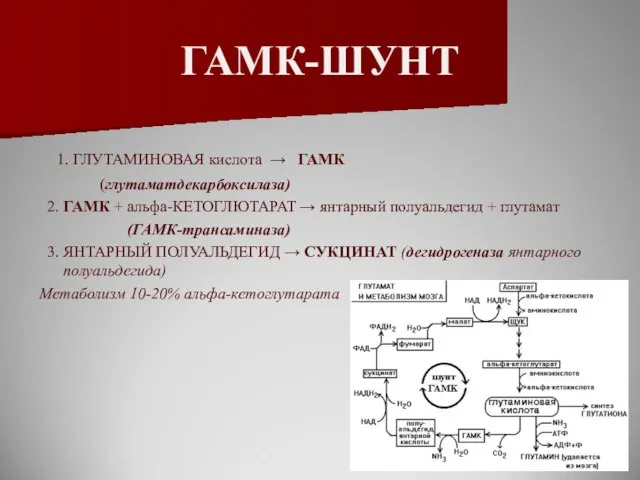 ГАМК-ШУНТ 1. ГЛУТАМИНОВАЯ кислота → ГАМК (глутаматдекарбоксилаза) 2. ГАМК + альфа-КЕТОГЛЮТАРАТ