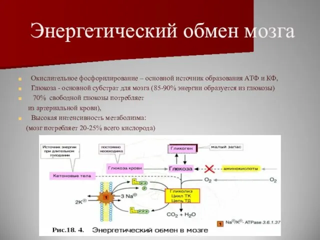 Энергетический обмен мозга Окислительное фосфорилирование – основной источник образования АТФ и