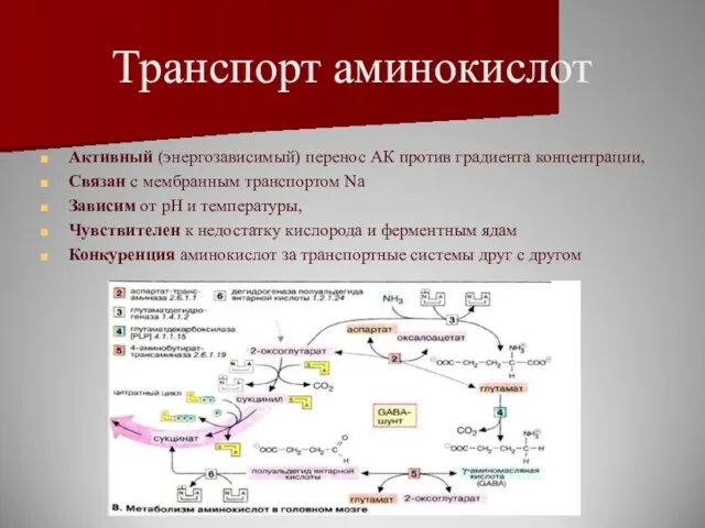 Транспорт аминокислот Активный (энергозависимый) перенос АК против градиента концентрации, Связан с