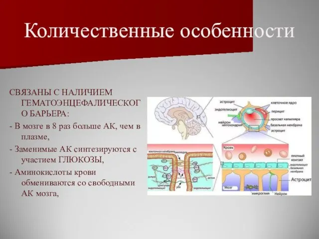 Количественные особенности СВЯЗАНЫ С НАЛИЧИЕМ ГЕМАТОЭНЦЕФАЛИЧЕСКОГО БАРЬЕРА: - В мозге в