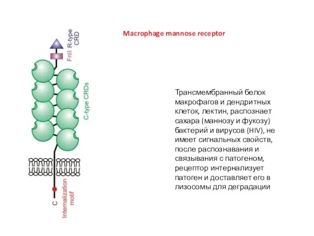 Macrophage mannose receptor Трансмембранный белок макрофагов и дендритных клеток, лектин, распознает