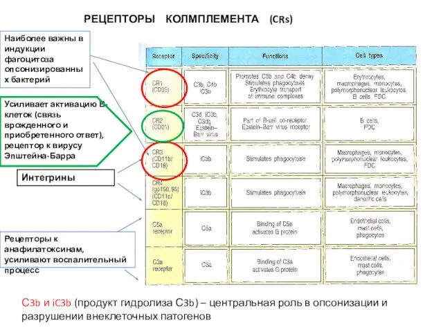 РЕЦЕПТОРЫ КОЛМПЛЕМЕНТА (CRs) Усиливает активацию В-клеток (связь врожденного и приобретенного ответ),