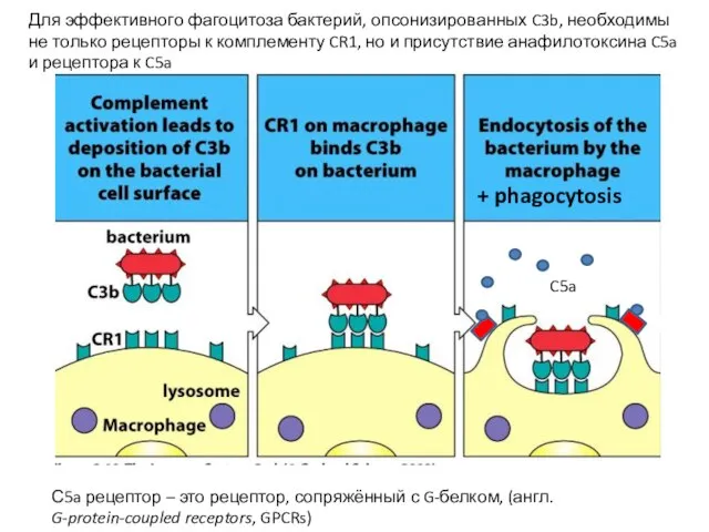 C5a Для эффективного фагоцитоза бактерий, опсонизированных C3b, необходимы не только рецепторы