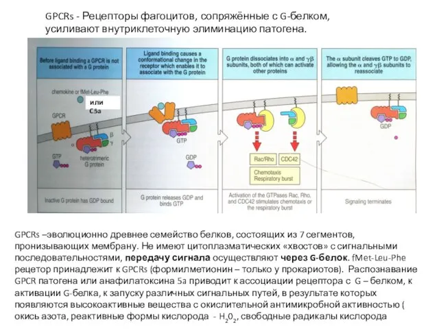 GPCRs - Рецепторы фагоцитов, сопряжённые с G-белком, усиливают внутриклеточную элиминацию патогена.