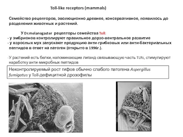 Toll-like receptors (mammals) Семейство рецепторов, эволюционно древнее, консервативное, появилось до разделения