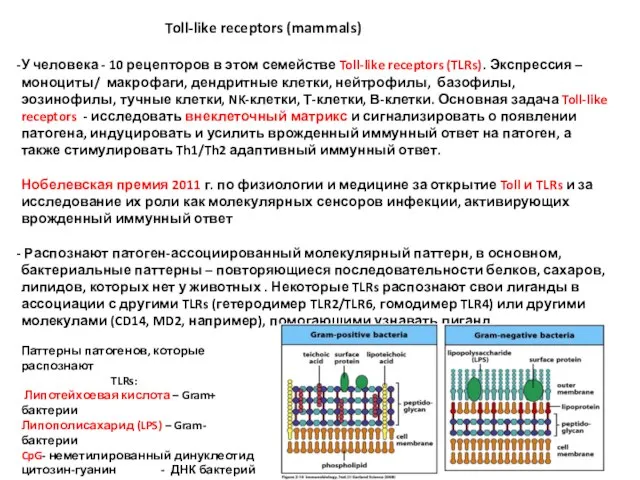 Toll-like receptors (mammals) У человека - 10 рецепторов в этом семействе