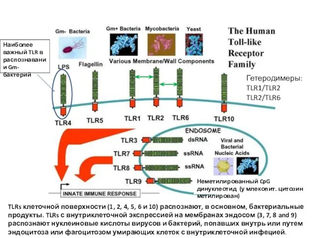 TLRs клеточной поверхности (1, 2, 4, 5, 6 и 10) распознают,