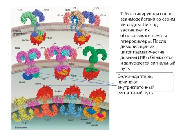 TLRs активируются после взаимодействия со своим лигандом. Лиганд заставляет их образовывать