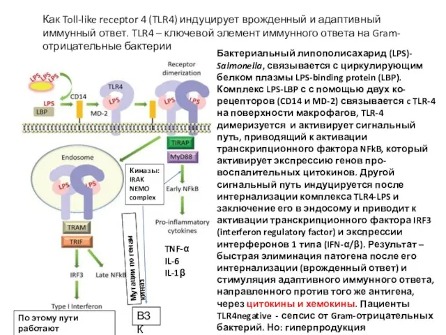 Бактериальный липополисахарид (LPS)- Salmonella, связывается с циркулирующим белком плазмы LPS-binding protein