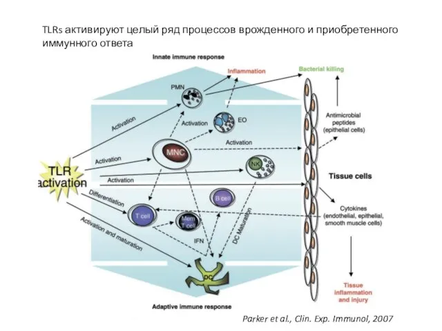 TLRs активируют целый ряд процессов врожденного и приобретенного иммунного ответа Parker