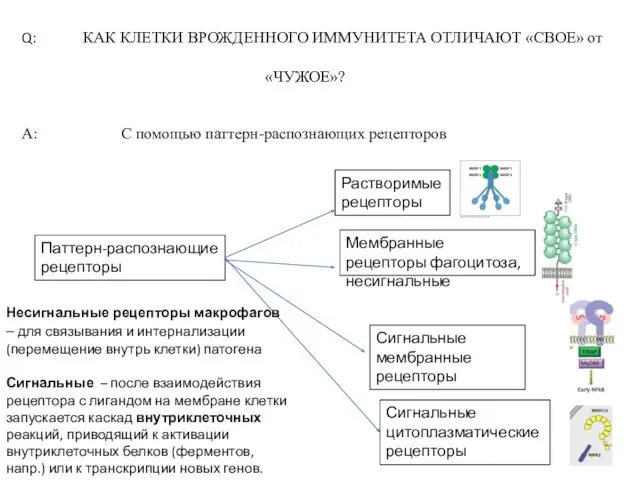 Q: КАК КЛЕТКИ ВРОЖДЕННОГО ИММУНИТЕТА ОТЛИЧАЮТ «СВОЕ» от «ЧУЖОЕ»? A: С