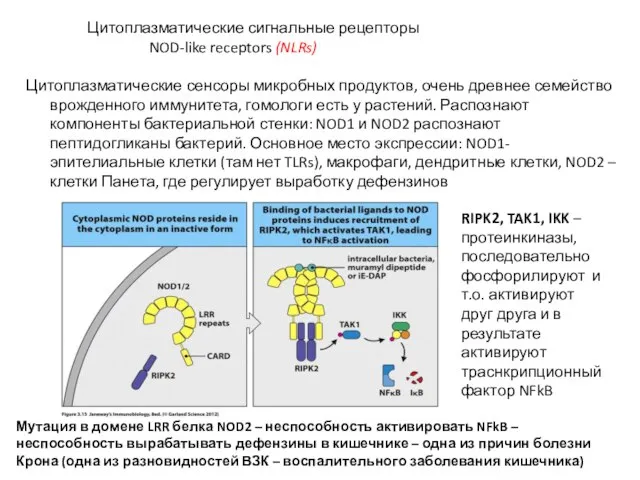 Цитоплазматические сигнальные рецепторы NOD-like receptors (NLRs) Цитоплазматические сенсоры микробных продуктов, очень