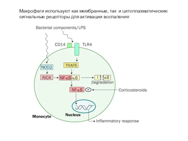 Макрофаги используют как мембранные, так и цитоплазматические сигнальные рецепторы для активации воспаления