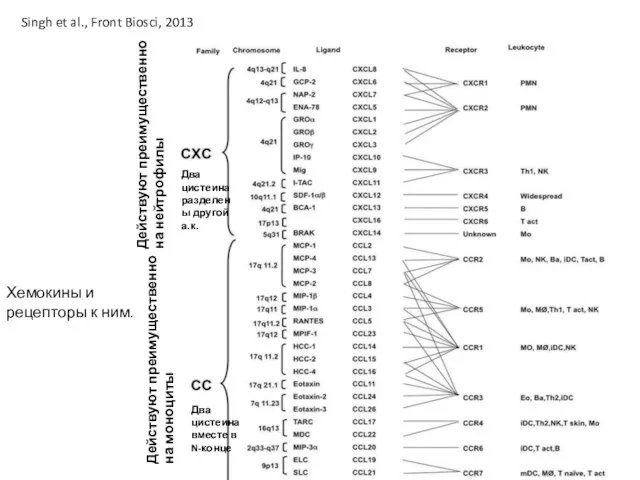 Хемокины и рецепторы к ним. Singh et al., Front Biosci, 2013