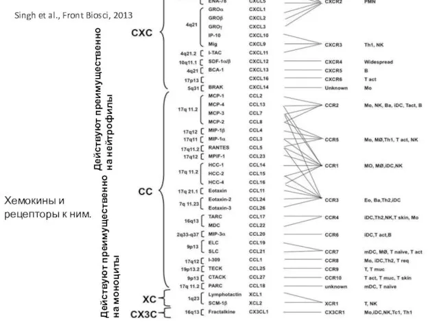 Хемокины и рецепторы к ним. Singh et al., Front Biosci, 2013