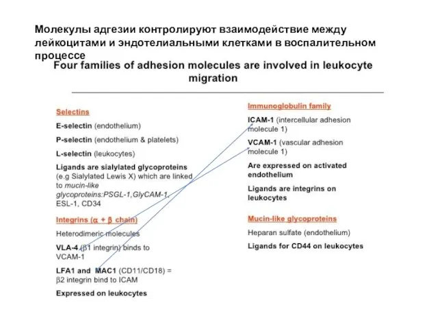 Молекулы адгезии контролируют взаимодействие между лейкоцитами и эндотелиальными клетками в воспалительном процессе