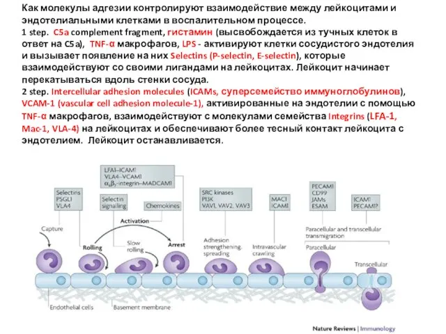 Как молекулы адгезии контролируют взаимодействие между лейкоцитами и эндотелиальными клетками в