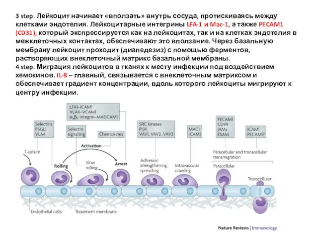 3 step. Лейкоцит начинает «вползать» внутрь сосуда, протискиваясь между клетками эндотелия.