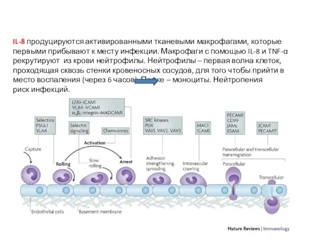 IL-8 продуцируются активированными тканевыми макрофагами, которые первыми прибывают к месту инфекции.