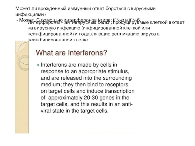 Интерфероны – антивирусные белки, продуцируемые клеткой в ответ на вирусную инфекцию