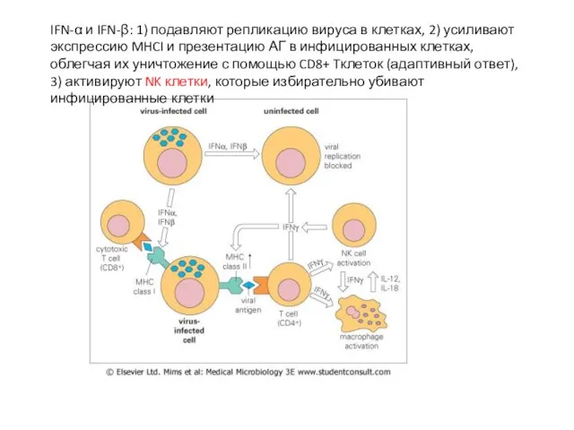 IFN-α и IFN-β: 1) подавляют репликацию вируса в клетках, 2) усиливают