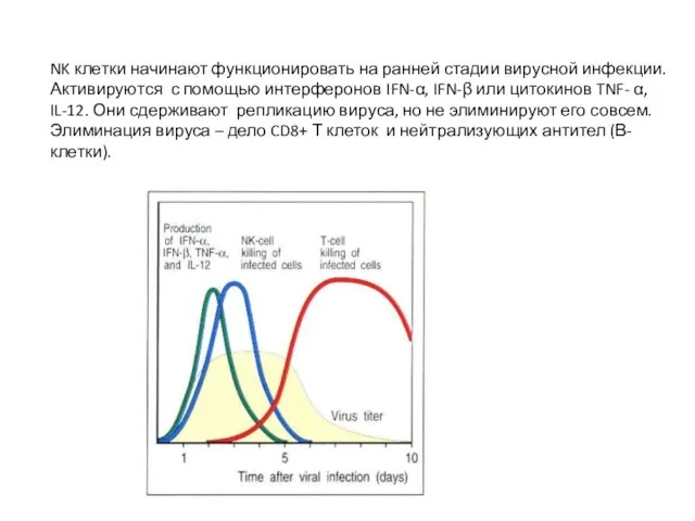 NK клетки начинают функционировать на ранней стадии вирусной инфекции. Активируются с